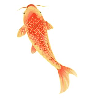 手绘烫金国潮中国风卡通锦鲤鱼金鱼插画装饰元素PSD设计素材