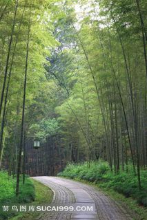 高清竹林风景图片