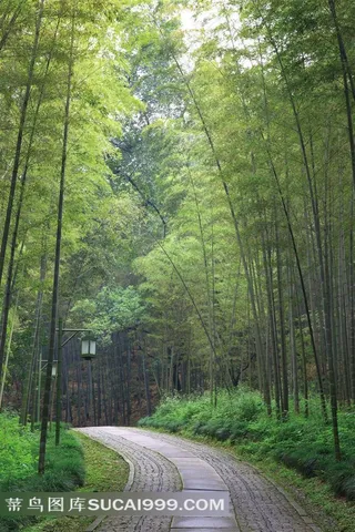 高清竹林风景图片