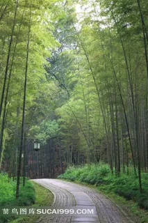 高清竹林风景图片 高清竹林风景图片