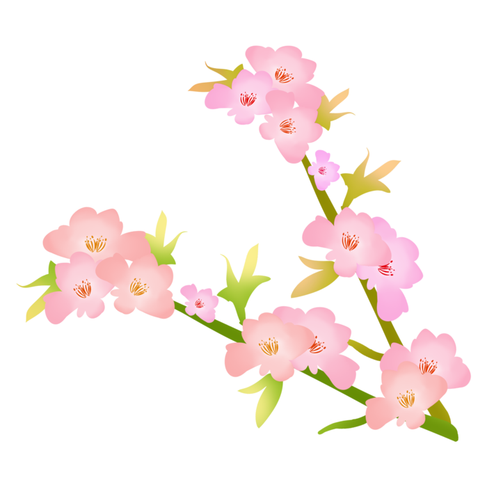 春天浪漫粉红色樱花手绘樱花梅花桃花花朵图片PNG免扣素材