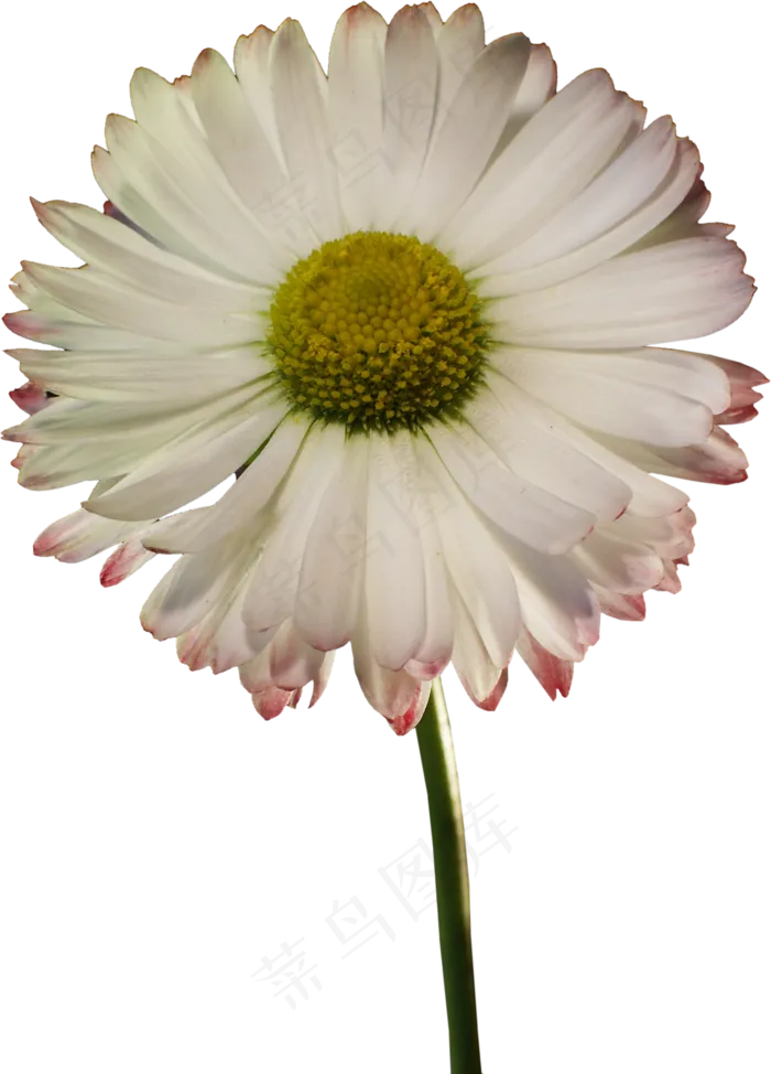 一朵花　　