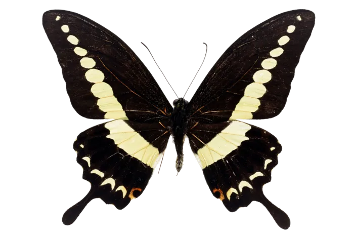 蝴蝶 彩蝶 花蝴蝶 动物 昆虫 免抠