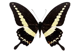 蝴蝶 彩蝶 花蝴蝶 动物 昆虫 免抠