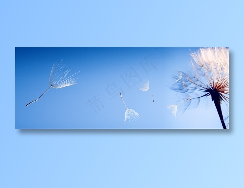 蓝色天空下飞舞的蒲公英高清图片