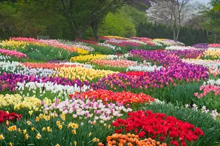 花丛花彩色花多彩花朵