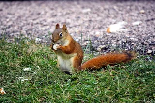 可爱松鼠觅食图片