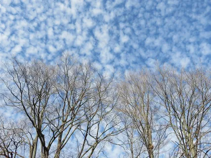 天空白云树木图片 天空白云树木图片