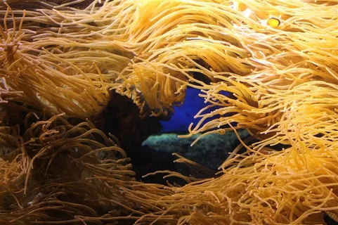 美丽丝状珊瑚图片