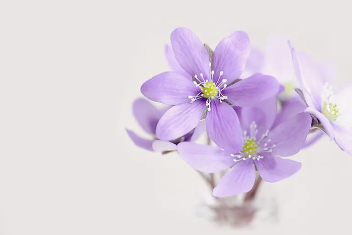 美丽花朵 淡紫色背景素材