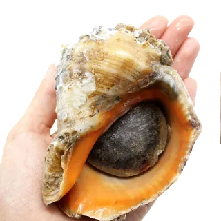 海螺 (2)海鲜超市商品红酒白底图免抠实物摄影png格式图片透明底