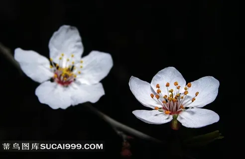 鲜花白色梅花图 鲜花白色梅花图