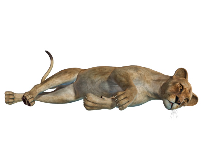 狮子动物园动物森林野生设计素材