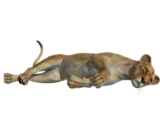 狮子动物园动物森林野生设计素材