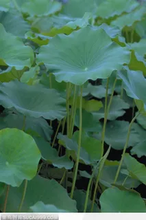漂亮的绿色荷叶图片 漂亮的绿色荷叶图片