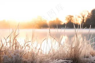 清晨白霜布满植物冷气摄影图