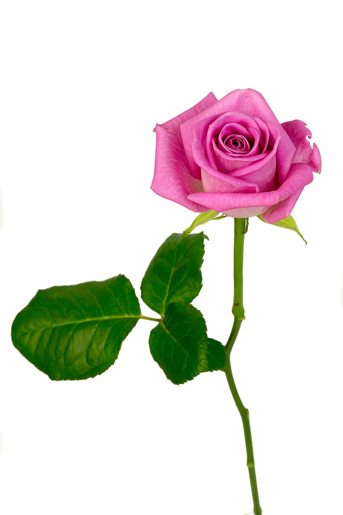 花朵 花束 植物 素材 (149)