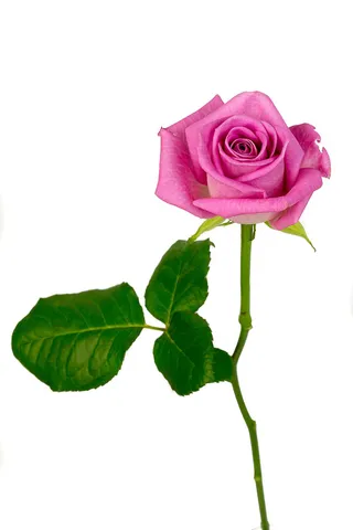 花朵 花束 植物 素材 (149)