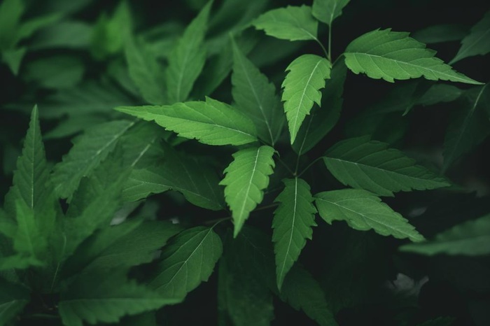 简约树叶清新绿色大气摄影背景