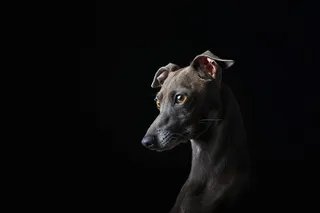 高清宠物狗狗摄影图片