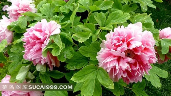 娇艳盛开的牡丹花