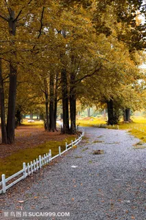 唯美森林公园风景 唯美森林公园风景