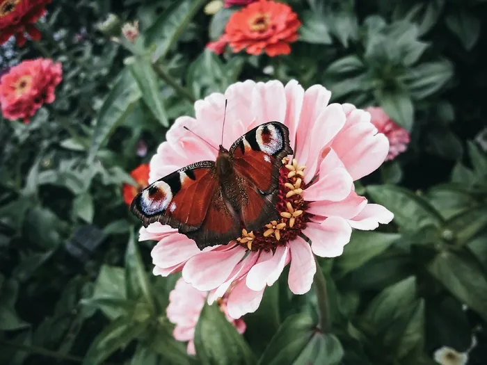粉色菊花上的蝴蝶图片