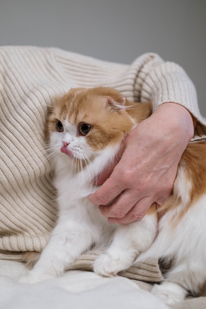可爱猫咪猫猫摄影素材