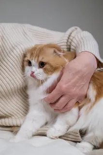 可爱猫咪猫猫摄影素材 可爱猫咪猫猫摄影素材