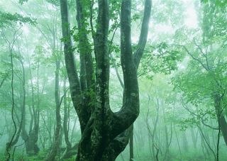 森林风景环境jpg素材