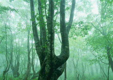 森林风景环境jpg素材 森林风景环境jpg素材