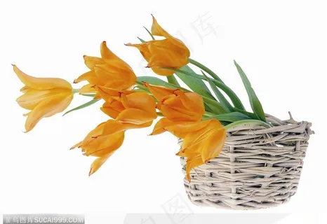 花饰小品-花篮中的黄色百合花