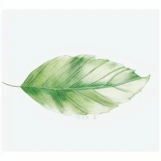 一片叶子png免抠