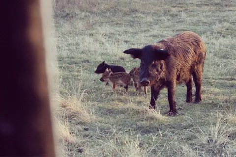 猪动物家畜畜生养猪农村牧场养殖黑猪野猪