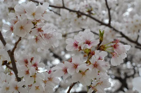 白色樱花鲜花图片 白色樱花鲜花图片