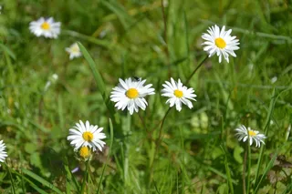 白色野雏菊花朵图片