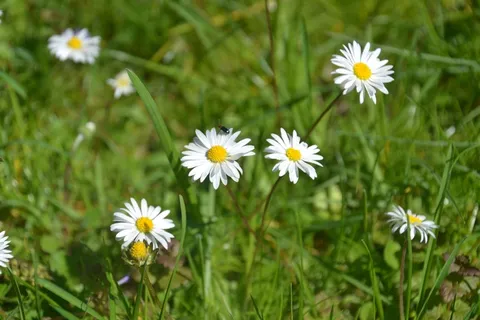 白色野雏菊花朵图片 白色野雏菊花朵图片