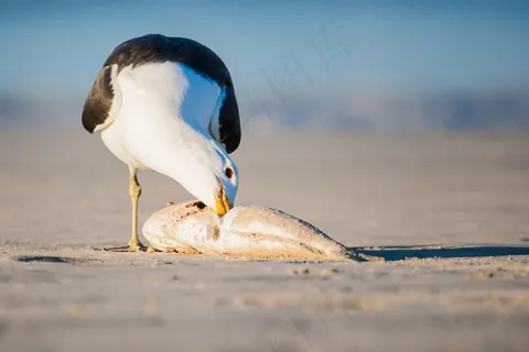 吃鱼海鸥图片