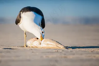 吃鱼海鸥图片