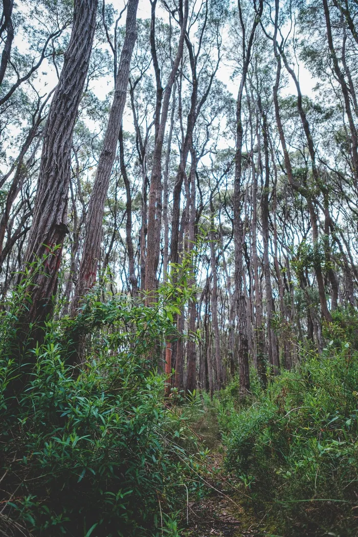 郁郁葱葱的森林风景图片