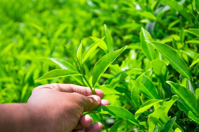 美丽的茶山茶园景色高清图