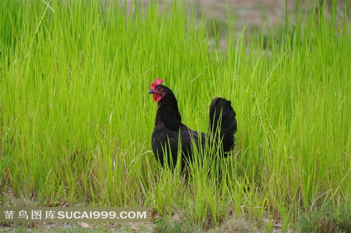 草地里的公鸡