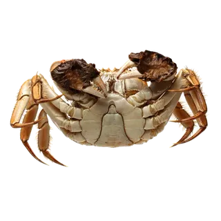 螃蟹(20)海鲜超市商品红酒白底图免抠实物摄影png格式图片透明底