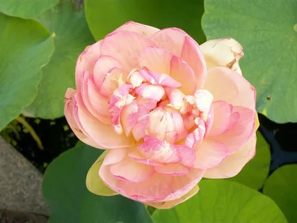 浅粉色花朵唯美图片 浅粉色花朵唯美图片