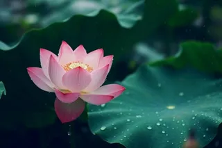 雨天荷花荷叶唯美背景