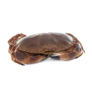 螃蟹(40)海鲜超市商品红酒白底图免抠实物摄影png格式图片透明底