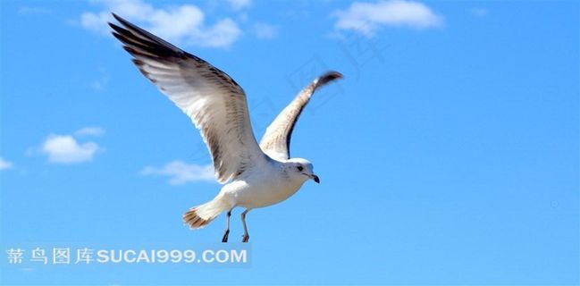 鸟类翱翔的海鸥摄影图片