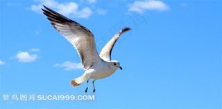 鸟类翱翔的海鸥摄影图片