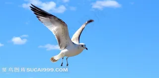 鸟类翱翔的海鸥摄影图片