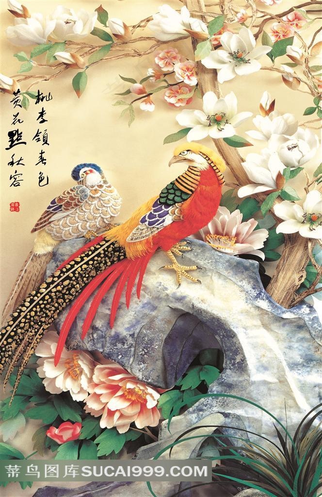 白花锦鸡图画